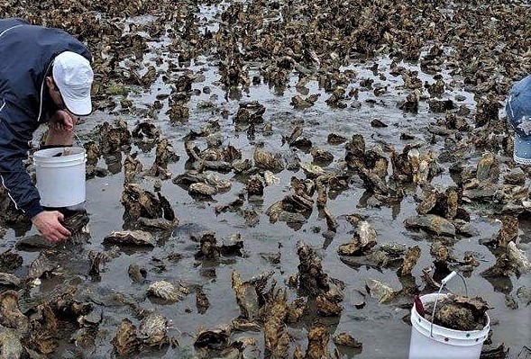 Plentiful Mexican Oysters - Sol Mexico News