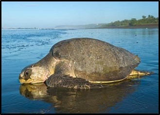 Sea Turtle Season: Don’t touch Tara A. Spears